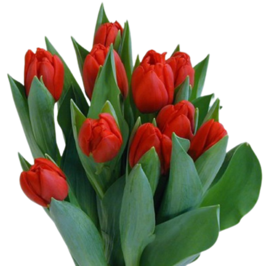 Ramo de flores 4 tulipanes Rojos