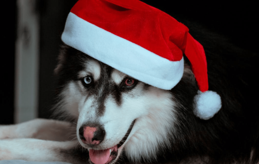 regalos de Navidad para tu mascota Prepara la lista de regalos de Navidad para tu mascota