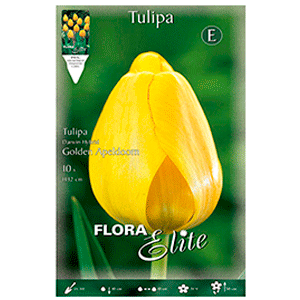 tulipan-amarillo