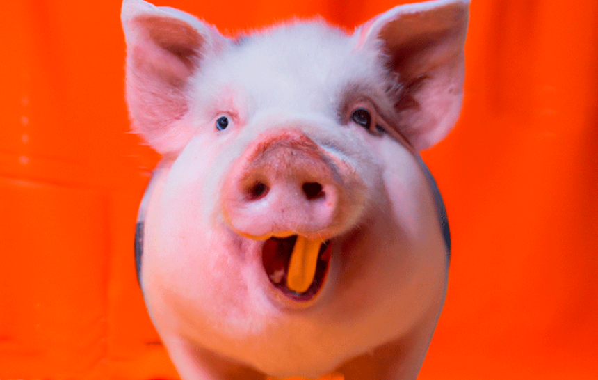 cerdo-sonriendo cerdo-sonriendo