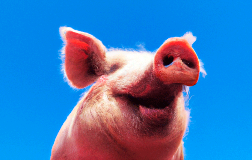 cerdo-cielo-azul cerdo-cielo-azul