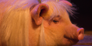 Cerdo princesa