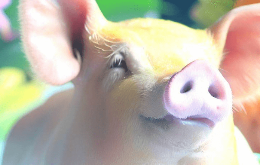 Cerdo relajado Cerdo relajado