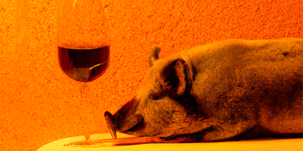 cerdo-vino