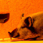 cerdo-vino