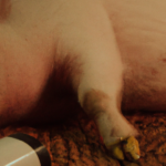 Cerdo dormido con una botella de vino