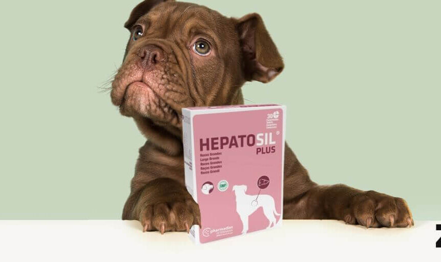 Hepatosil Plus 30 comprimidos. Oferta Hepatosil Plus 30 comprimidos. Comprar más barato. Oferta