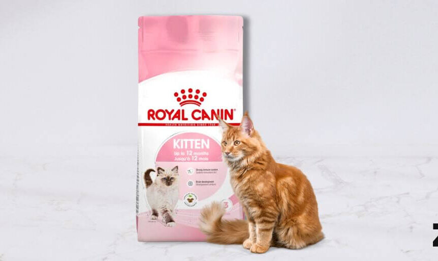 Royal Canin Kitten. Comprar más barato. Oferta