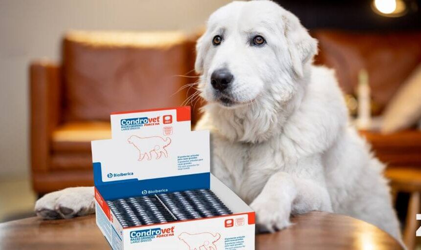 Bioiberica Condrovet Force HA Razas Grandes. Comprar más barato. Oferta
